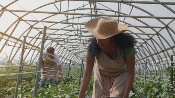 温室里的男女工人在检查植物
