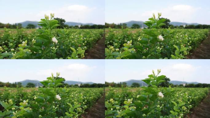 best1H6A8478_V1-0004