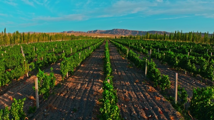 航拍新疆葡萄园