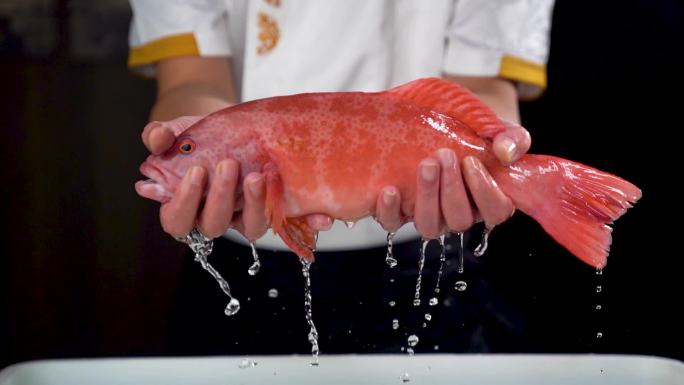东星斑展示处理视频
