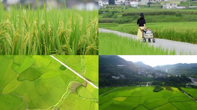 乡村稻田文化休闲周末旅游