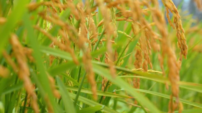 铁峪村无糖早稻种植基地实拍