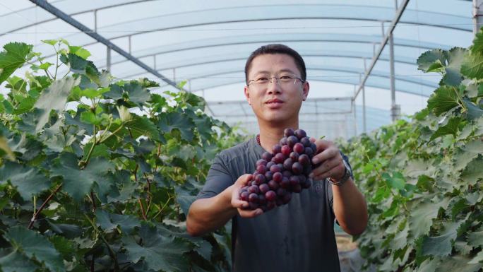 石家庄正定新城铺葡萄种植成熟夏黑巨峰玫瑰