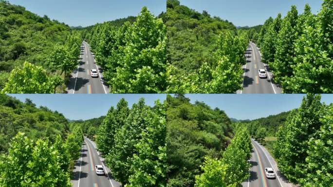 绿水青山 美好乡村 皖南 树林 道路