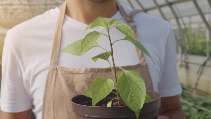 一名男子在工业温室的花盆里捧着嫩芽