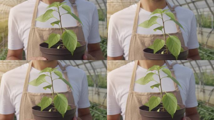 一名男子在工业温室的花盆里捧着嫩芽