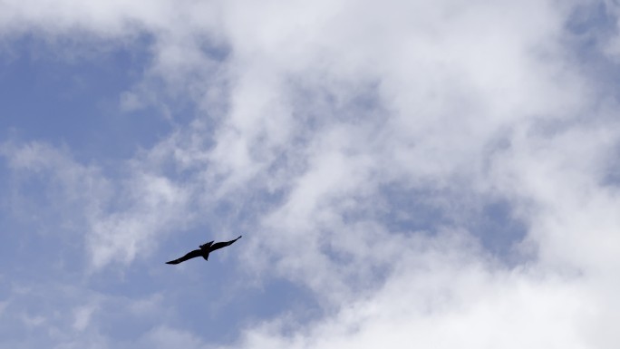 鹰击长空