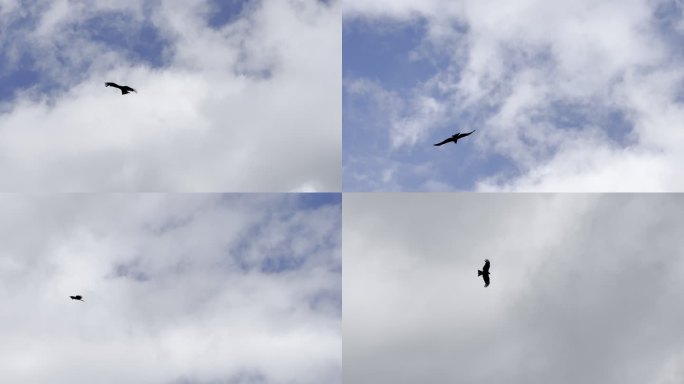 鹰击长空