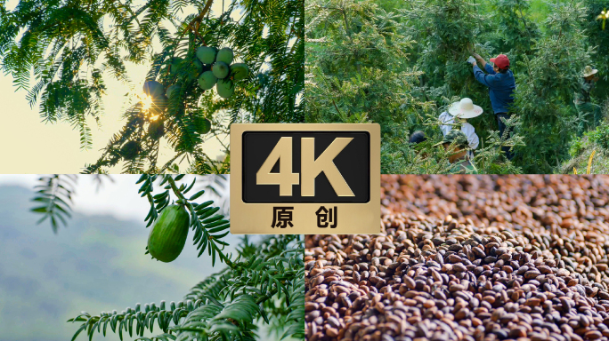 香榧采摘加工过程香榧基地丰收乡村振兴4k