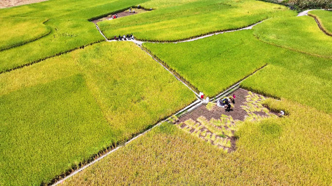4k丰收田野 乡村振兴 金黄稻田丰收季节