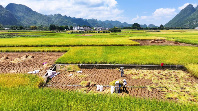 4k丰收田野 乡村振兴 金黄稻田丰收季节