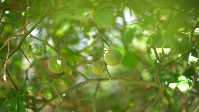 药材 万寿果 枸橘 臭橘  铁篱寨