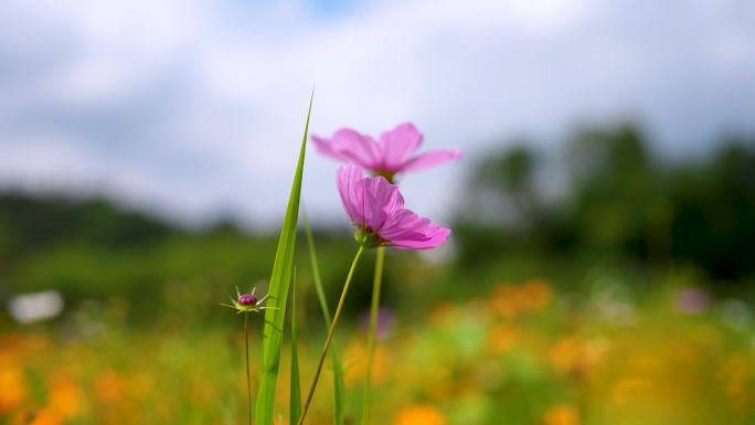 夏季美丽鲜花绽放4k素材