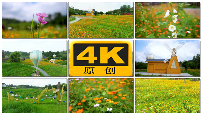 夏季美丽鲜花绽放4k素材