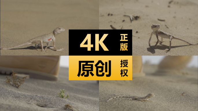 沙漠鬣蜥空境 人脚步走过