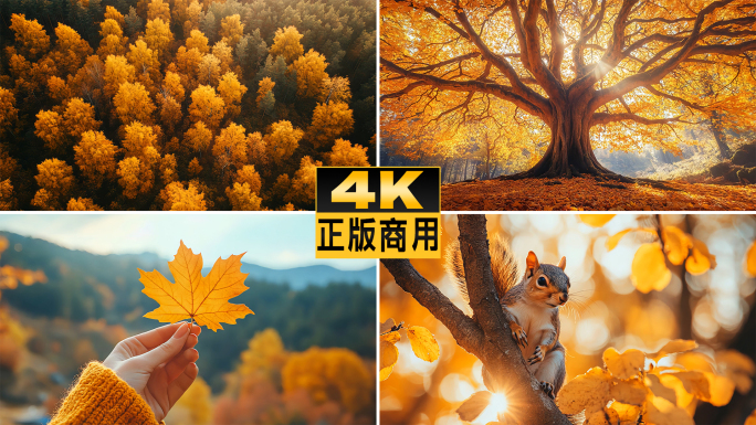 秋天立秋自然风景秋景唯美空镜深秋枫叶银杏