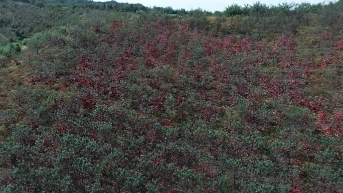 苹果种植基地苹果园