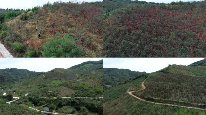 苹果种植基地苹果园