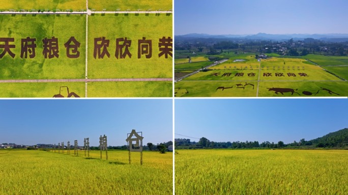 航拍天府粮仓 稻田 水稻丰收