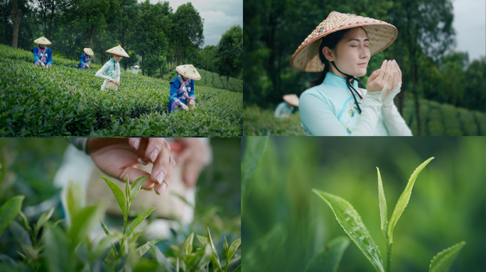 采茶 茶叶 山茶