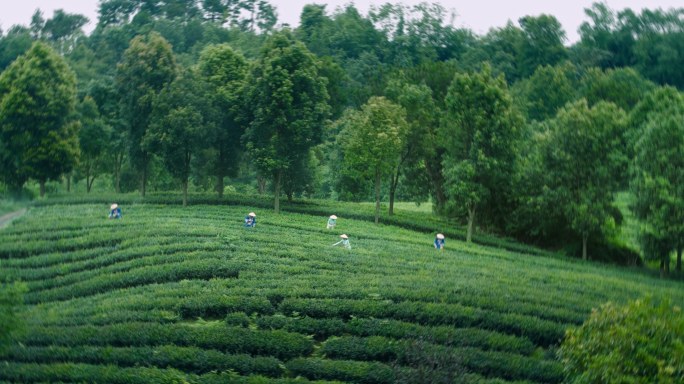 采茶 茶叶 山茶