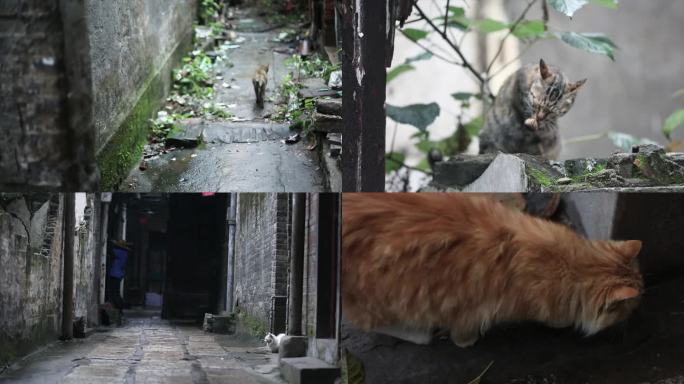 老城区里的流浪猫