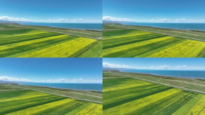 青海湖最美时候是油菜花盛开的时节