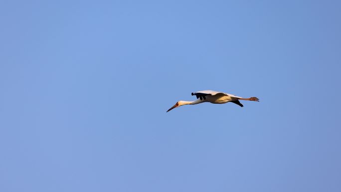 飞翔的白鹤、鄱阳湖候鸟视频