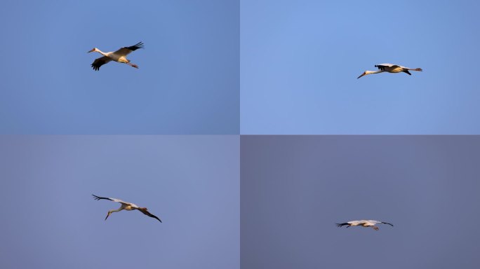 飞翔的白鹤、鄱阳湖候鸟视频