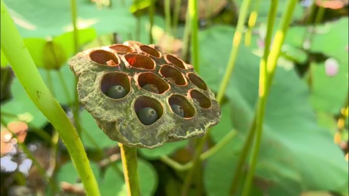 夏日荷花荷叶荷韵莲蓬意境