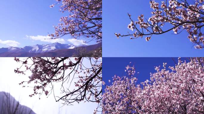 桃花村 花瓣 桃花花瓣 唯美花朵世外桃源