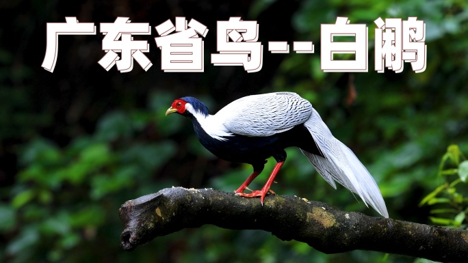 广东省鸟白鹇 、林中仙子