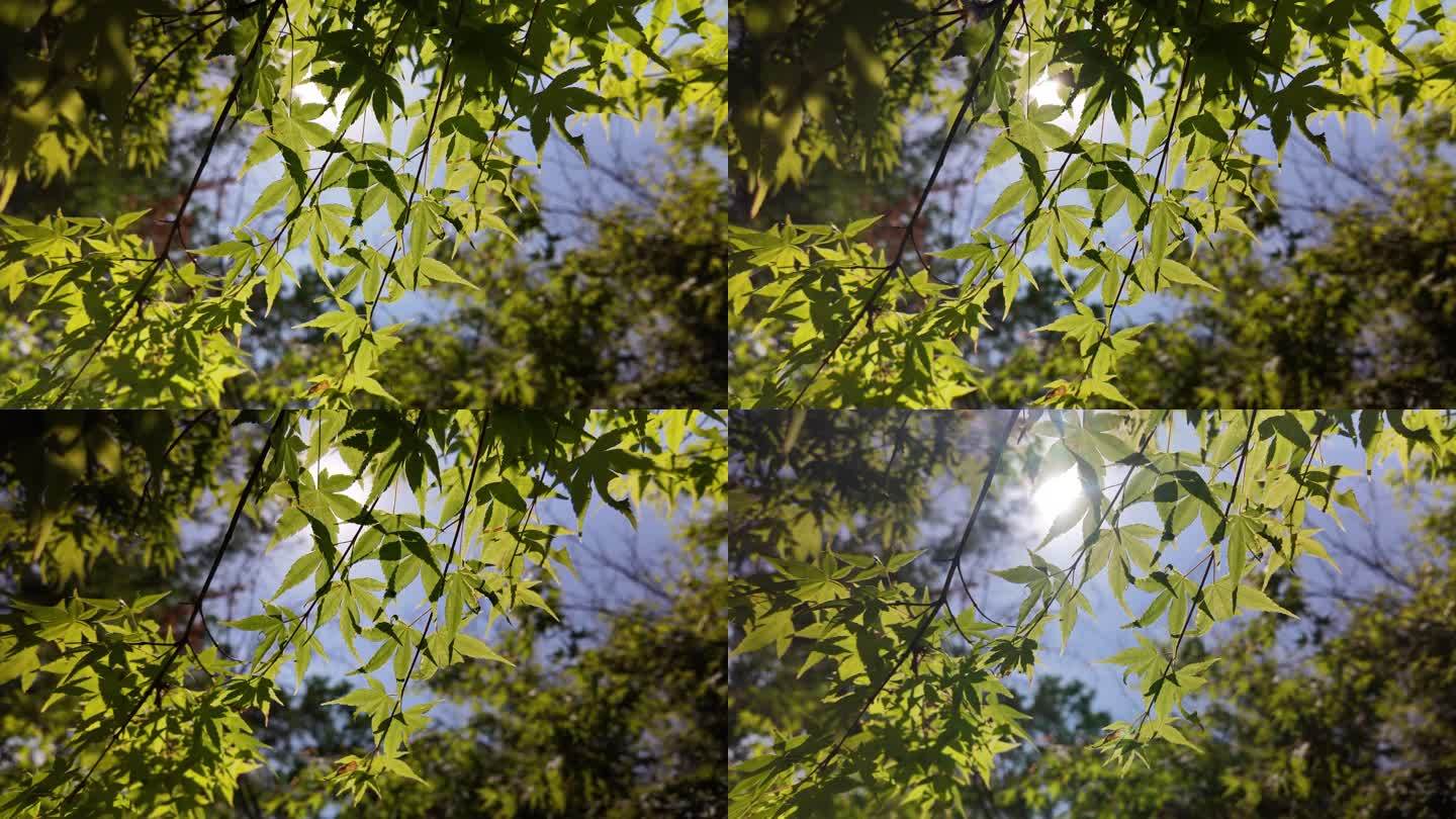 处暑随拍