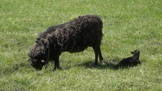 一只刚出生的小羊羔躺在草地上的草地上，旁边是它的羊妈妈。