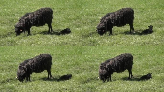 一只刚出生的小羊羔躺在草地上的草地上，旁边是它的羊妈妈。