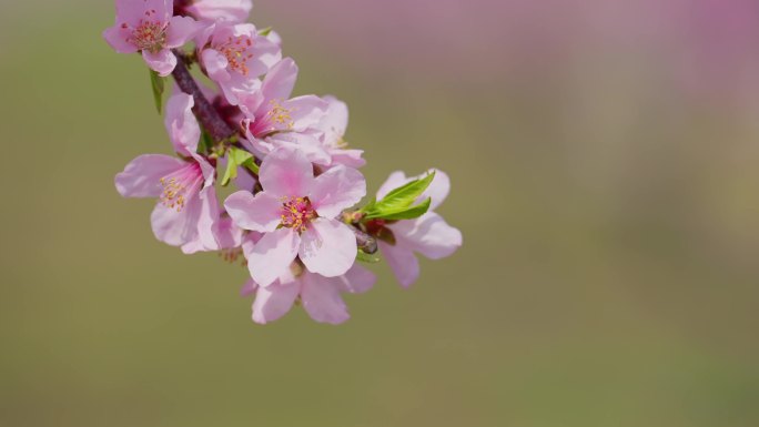 阳山桃花 无锡阳山 花海 惠山区 水蜜桃