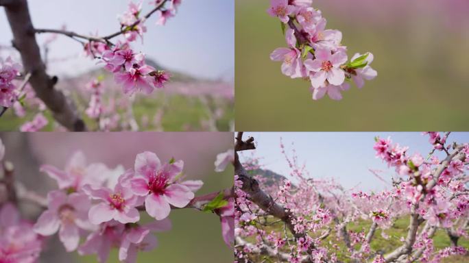 阳山桃花 无锡阳山 花海 惠山区 水蜜桃