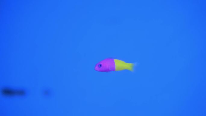 海洋馆素材