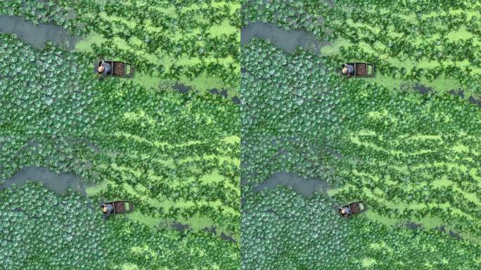 中国广东省潮州市采菱角