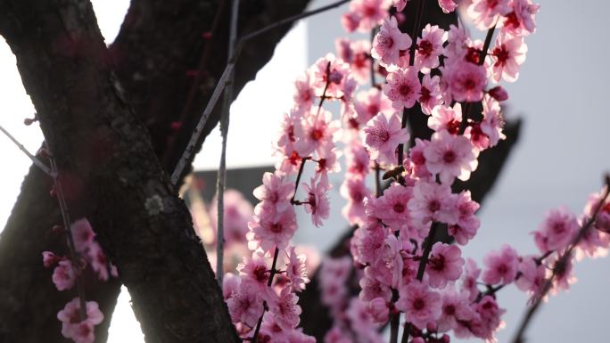 实拍梅花 特写 梅树 腊梅 梅花
