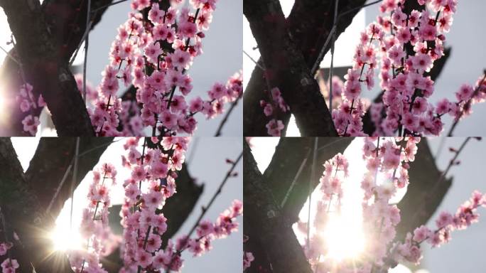 实拍梅花 特写 梅树 腊梅 梅花