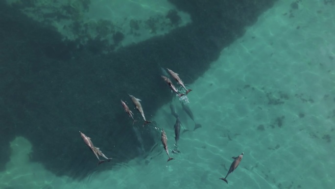 一群宽吻海豚在澳大利亚海岸外的海水中游泳的航拍画面