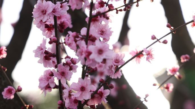 实拍梅花 特写 梅树 腊梅 梅花