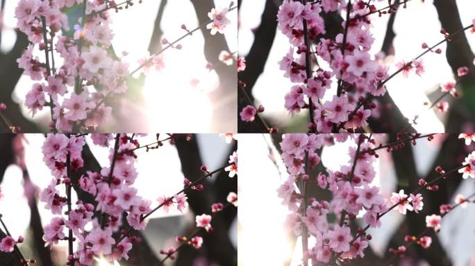 实拍梅花 特写 梅树 腊梅 梅花
