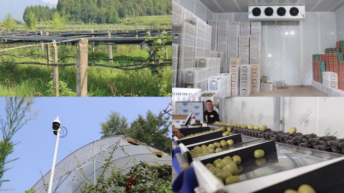 猕猴桃果园产业种植设施自动分拣4K