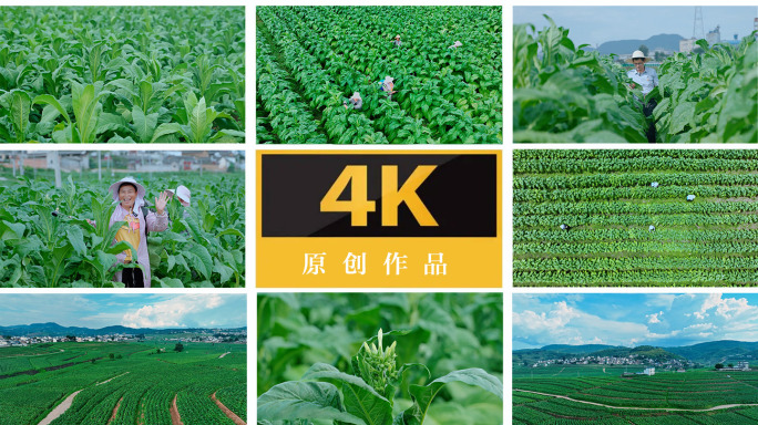 烟草种植 乡村振兴