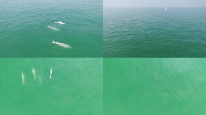 中华白海豚群母子对小海豚宝宝海面游动