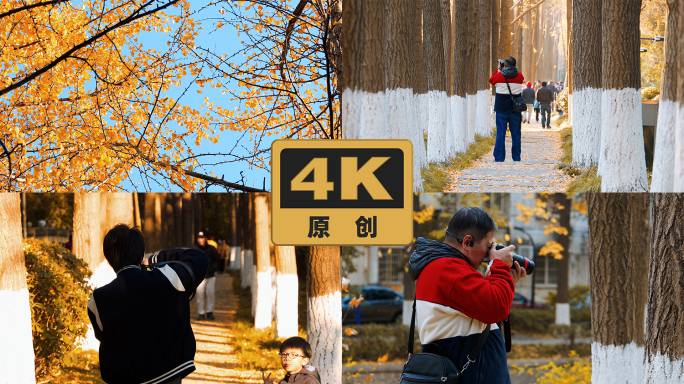 杭州市井人文秋天银杏公园