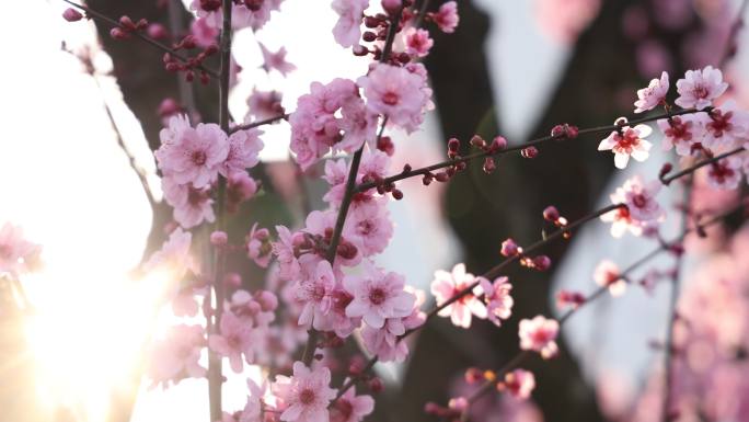 实拍梅花 特写 梅树 腊梅 梅花