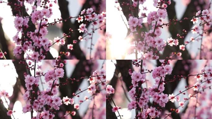 实拍梅花 特写 梅树 腊梅 梅花